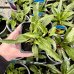 Echinacea purpurová (Echinacea Purpurea) ´ALBA´, kont. P9